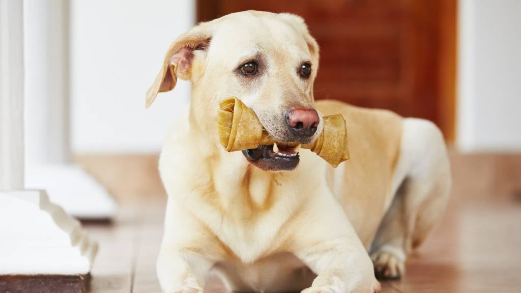 healthy advantage oral care for dogs