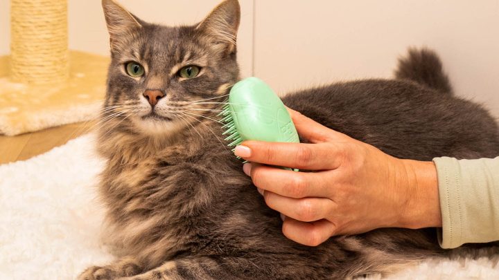 Determining the Right CBD Oil Dosage for Cats: A Guide for Pet Owners