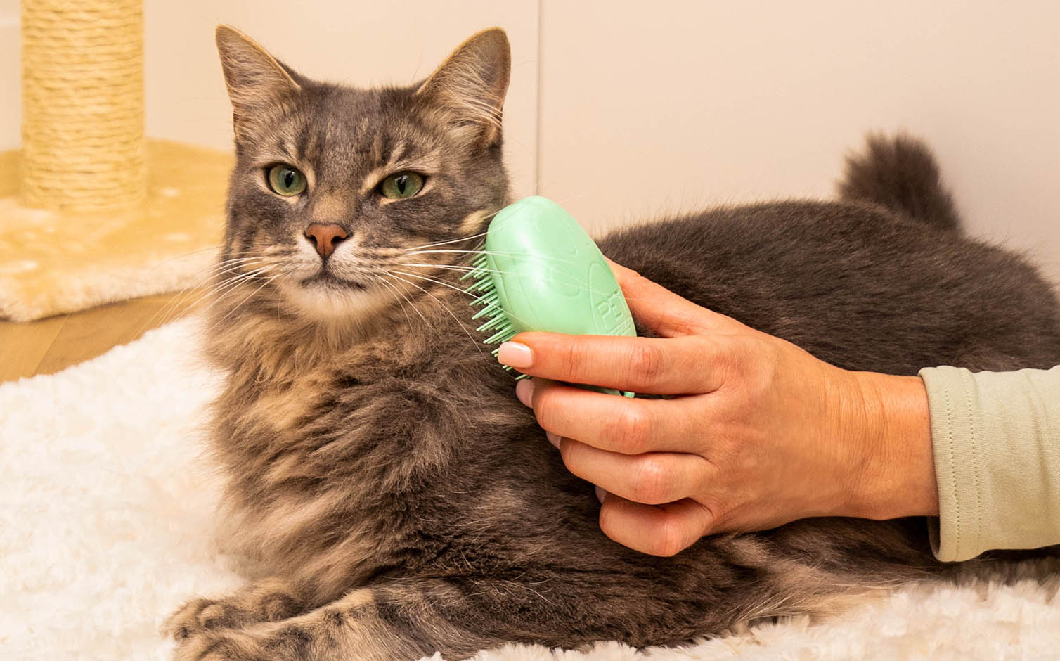 Determining the Right CBD Oil Dosage for Cats: A Guide for Pet Owners